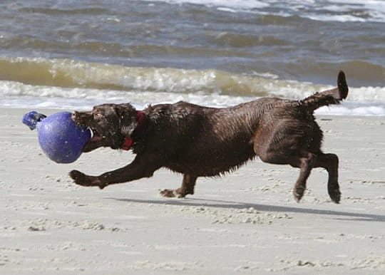 Jolly Tug-n-Toss Hond