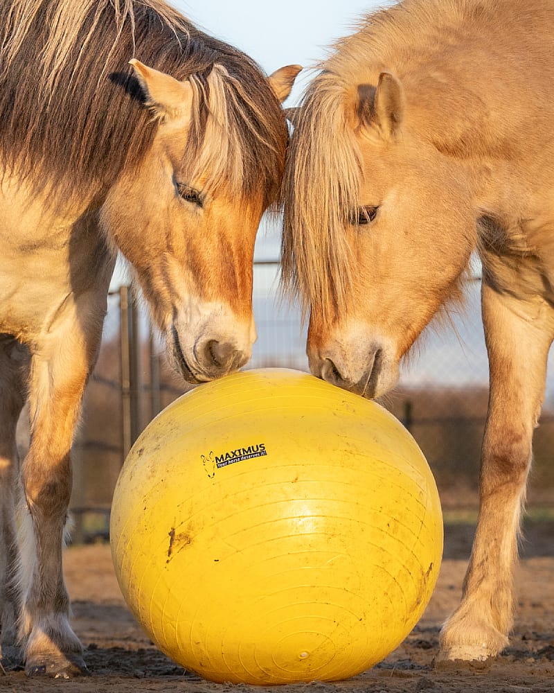 Maximus Power Play Ball Paard 65 cm