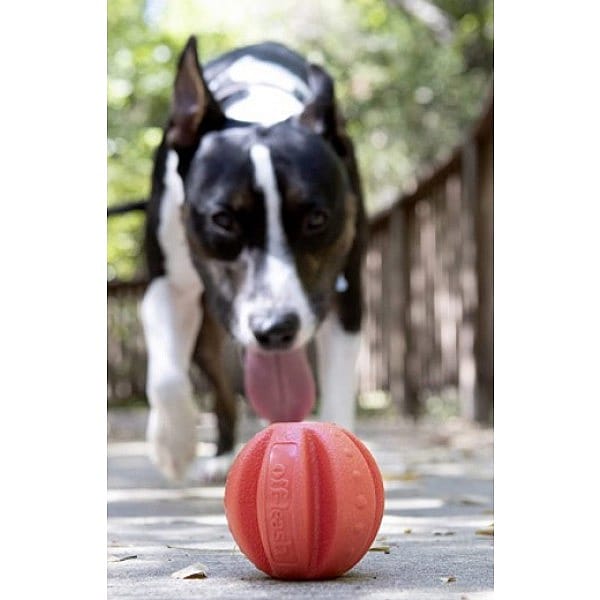 Dexas Off-leash Reaction Ball Hond