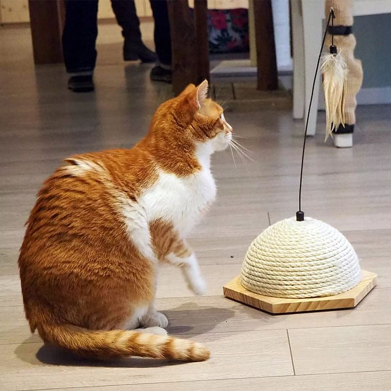 Quapas! Kattenspeeltje Vote Kat