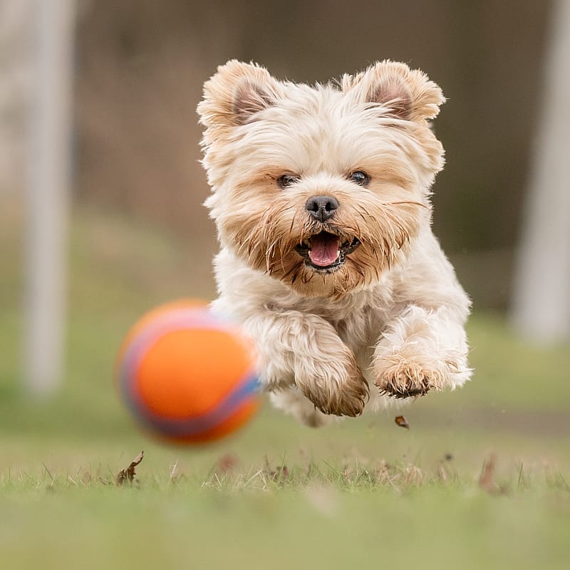 Chuckit Ultra Ball Rubber Small - 2-Pack