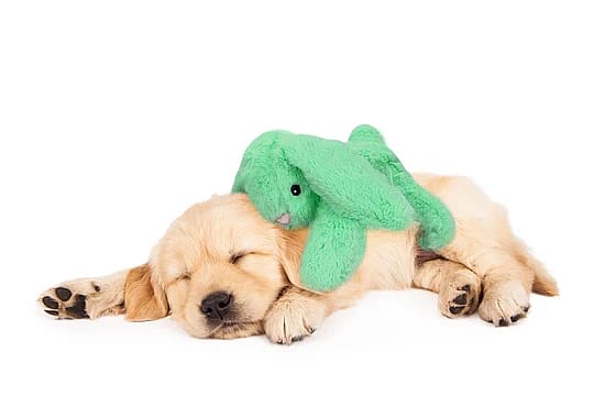 Cozy Dog Bunny Knuffel