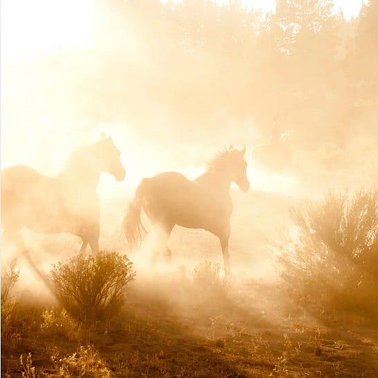 Paard-oververhitting-voorkomen