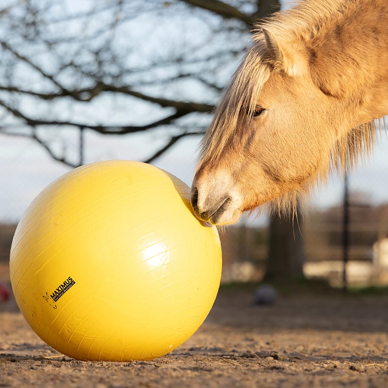 Maximus Power Play Ball Paard 65 cm