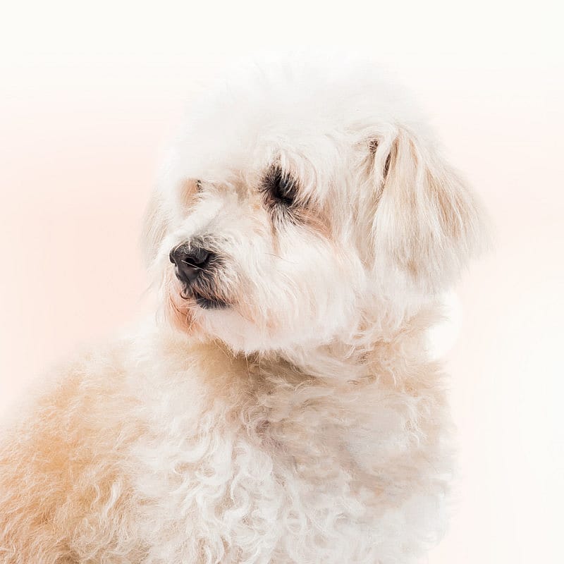 Beaphar Traansmeer Remover 50 ml