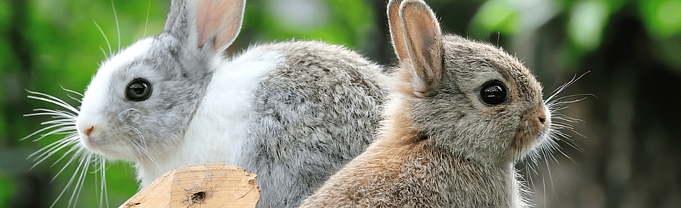 160ebf6b3ebd219cf9e0497de154307b