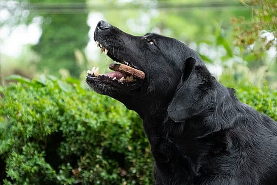 Hondensnack Bugbone Insecteneiwit