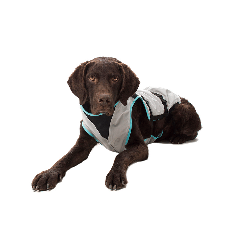 Vest, Hond, Zwemvest, Labrador Retriever