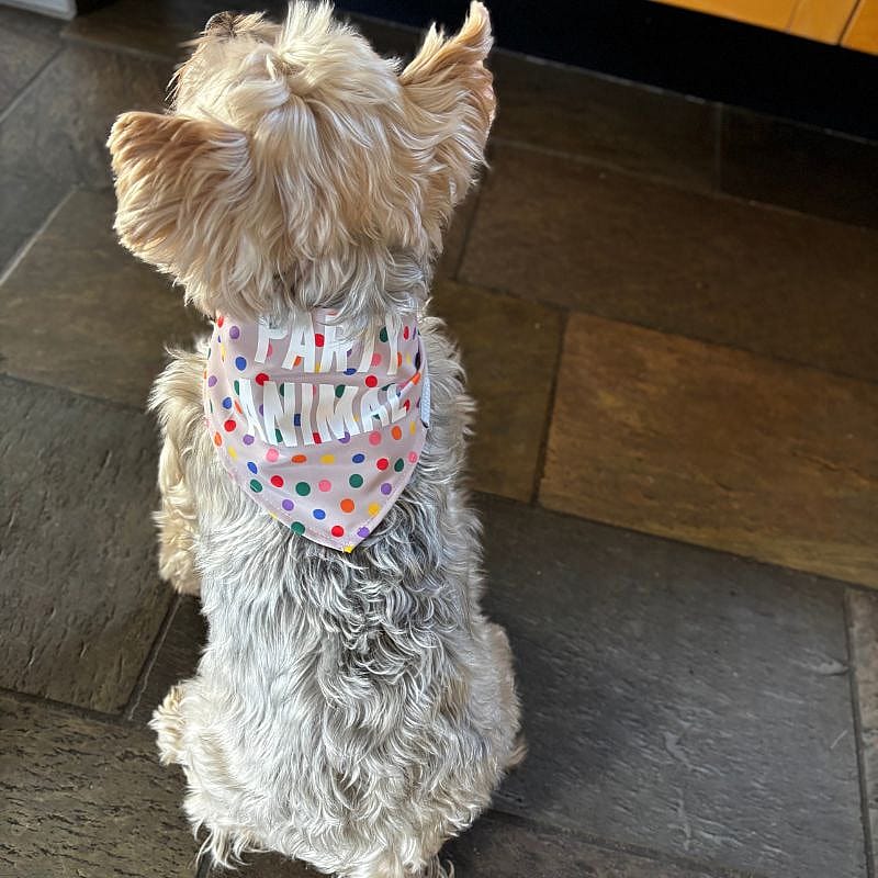 Beeztees Party Bandana