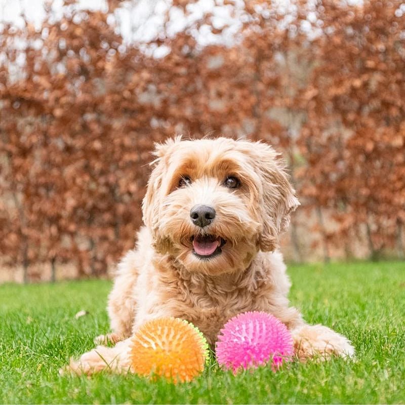 Dog Comets Exoplanet Egelbal Hond