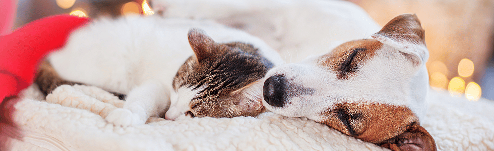 Kerstrecepten voor uw hond en kat