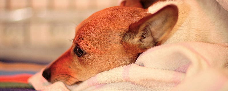 Toxoplasmose en Neospora hond