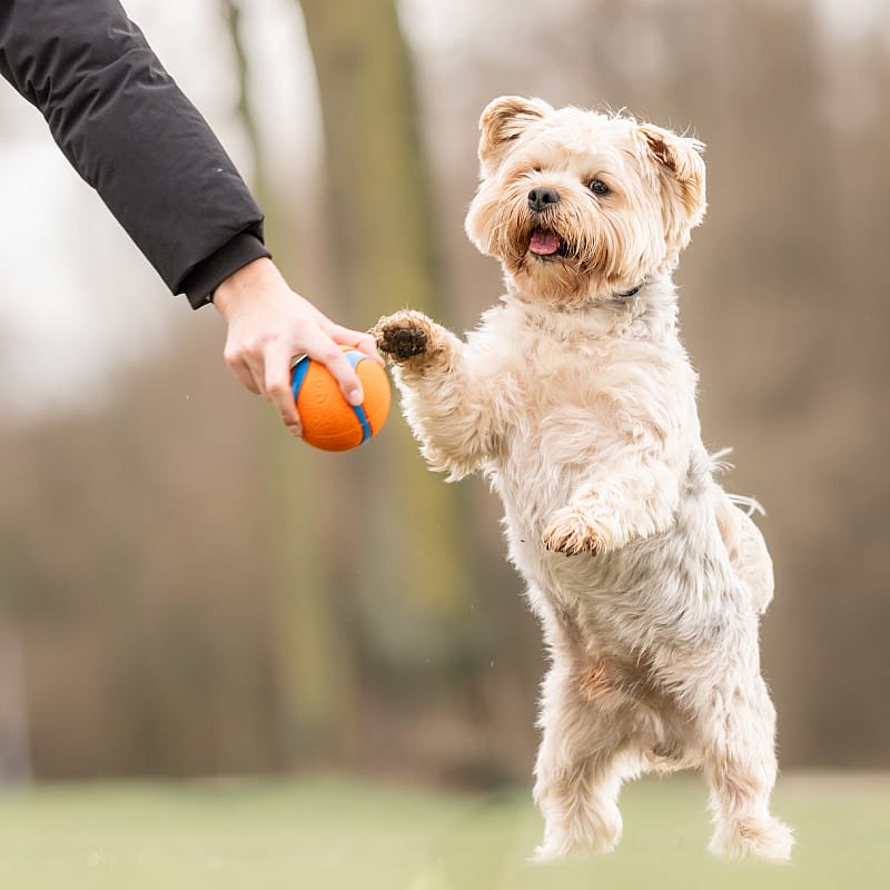 Chuckit Ultra Ball Rubber Small - 2-Pack