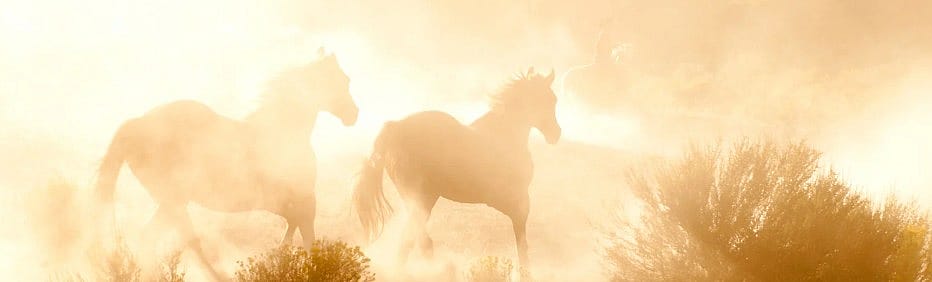 Oververhitting bij paarden: zo houdt u uw paard koel en gezond