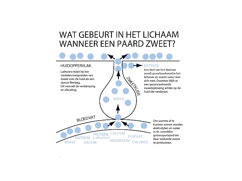 Virbac Recharge Paard 1 liter