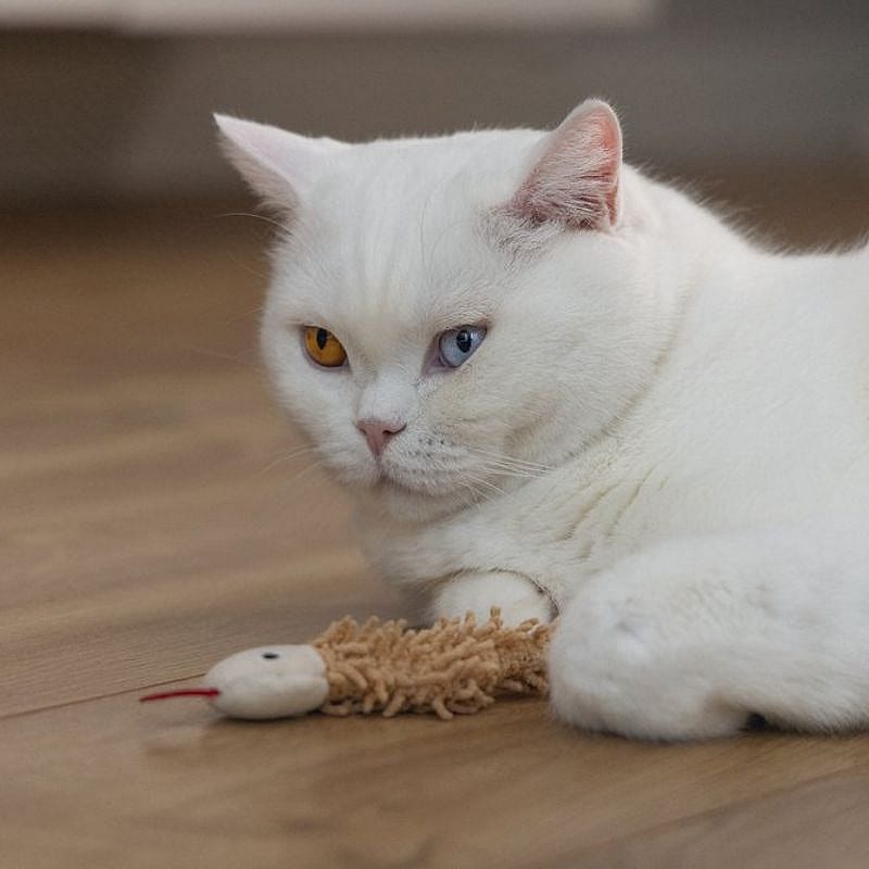kat, kattenfoto, kortharig, poes, spelen met speelgoed