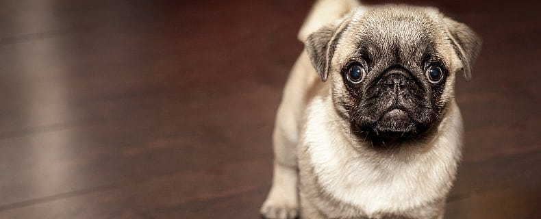 Waarom plast mijn hond in huis?