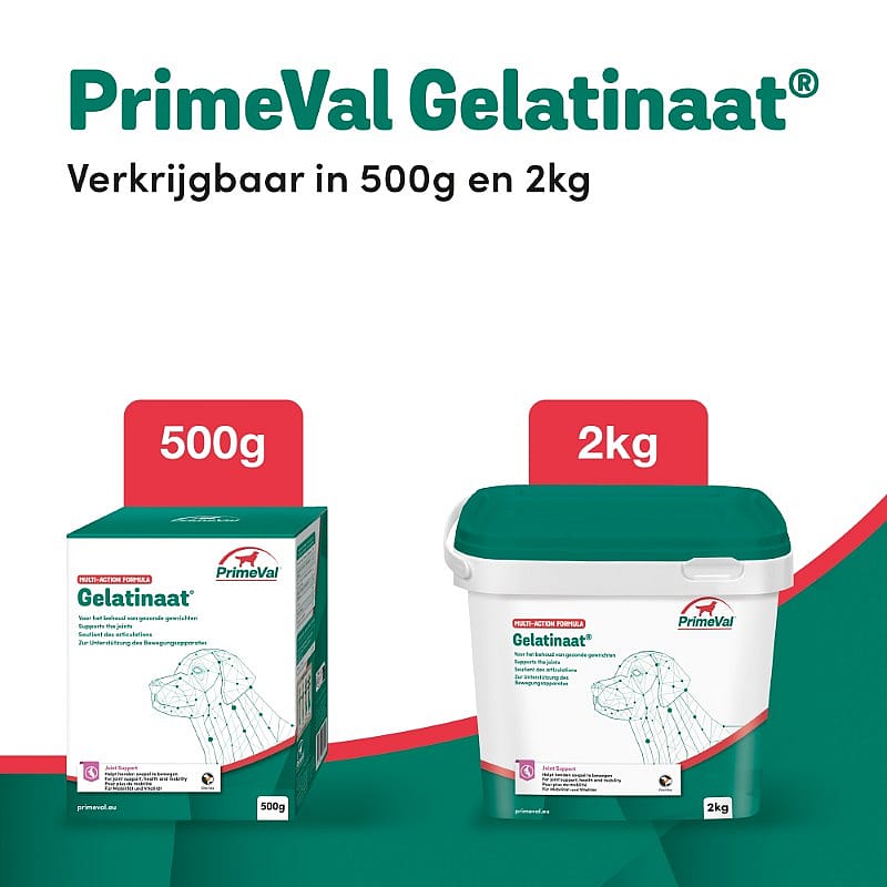 Primeval Gelatinaat Hond
