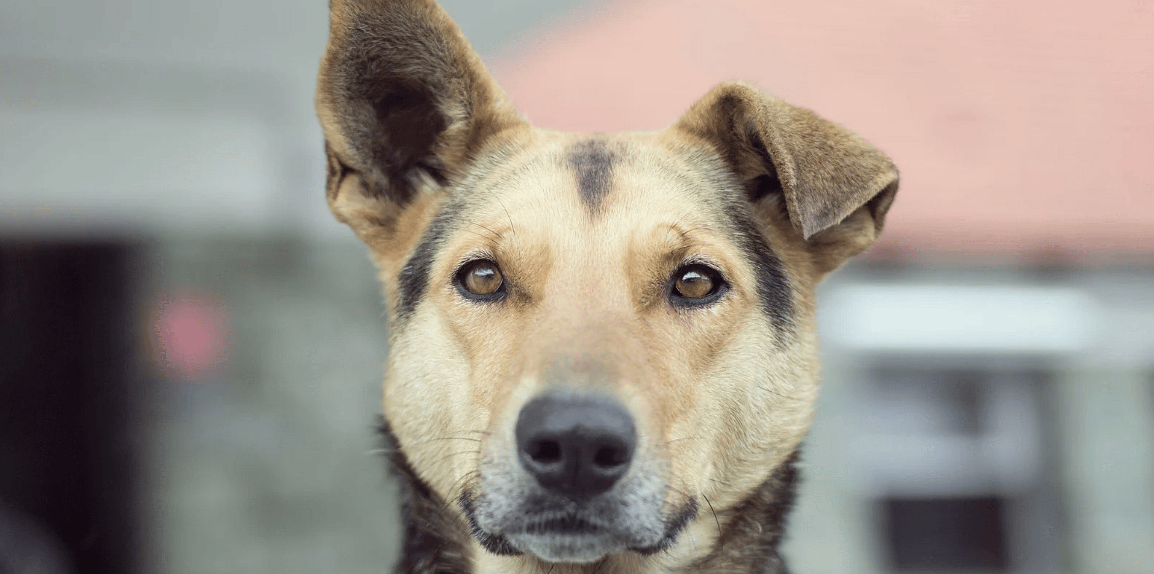 Pijn-hond-signaal