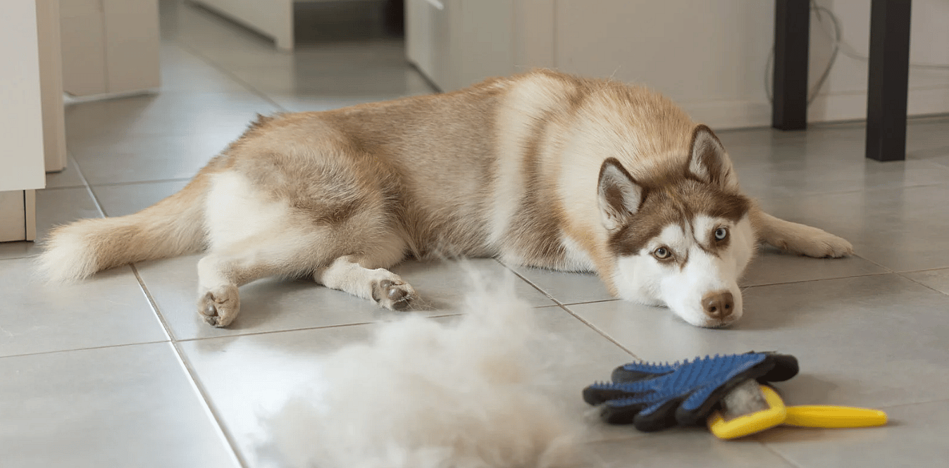 Hond-verhaartips