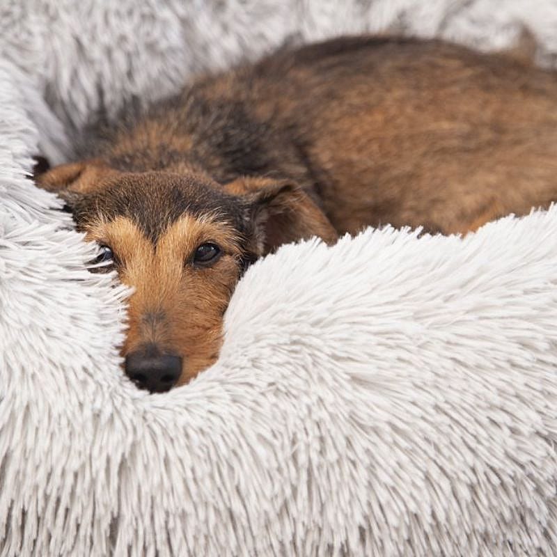Hondje, Hond, Huisdier, Puppy
