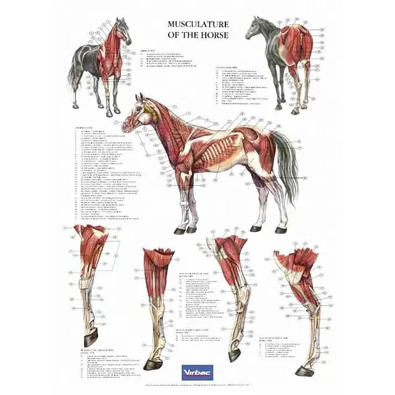 Anatomische_Posterset_Paard_Musculature Anatomische Posterset Paard 5 stuks compleet