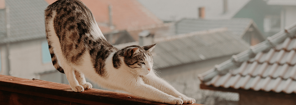 18443d45b5738778664bdcfccbc25e91