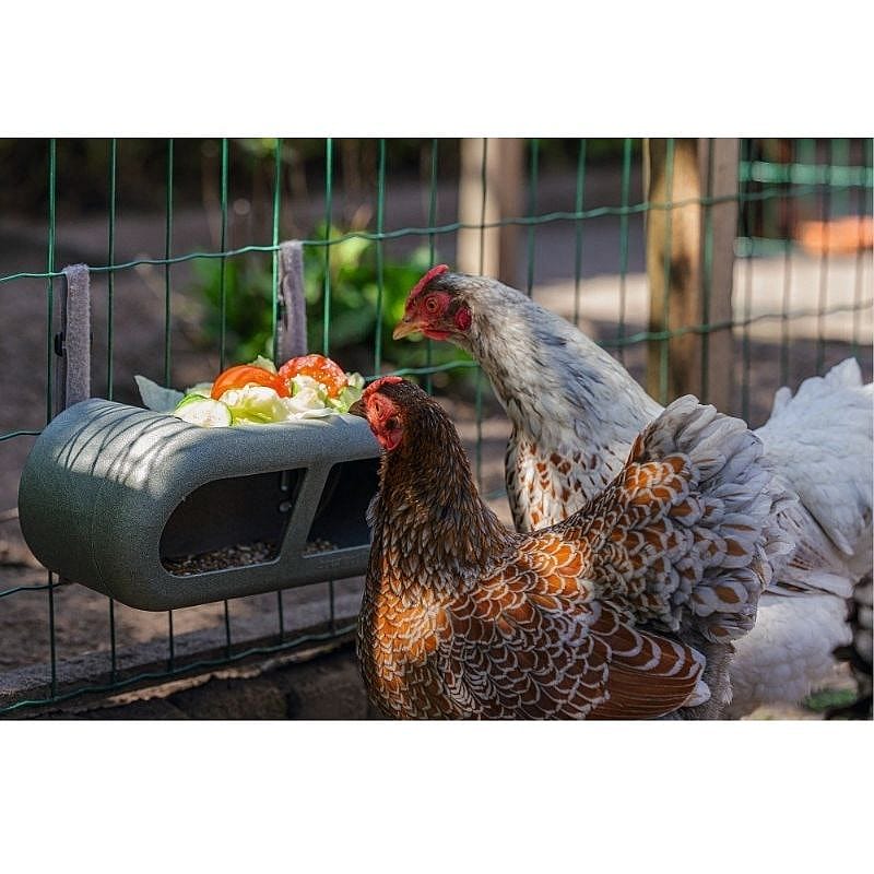 kippen, kip, tuin, volière, voederbak