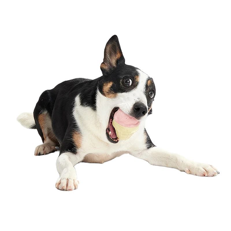 dog, collie, toy, bone, cone