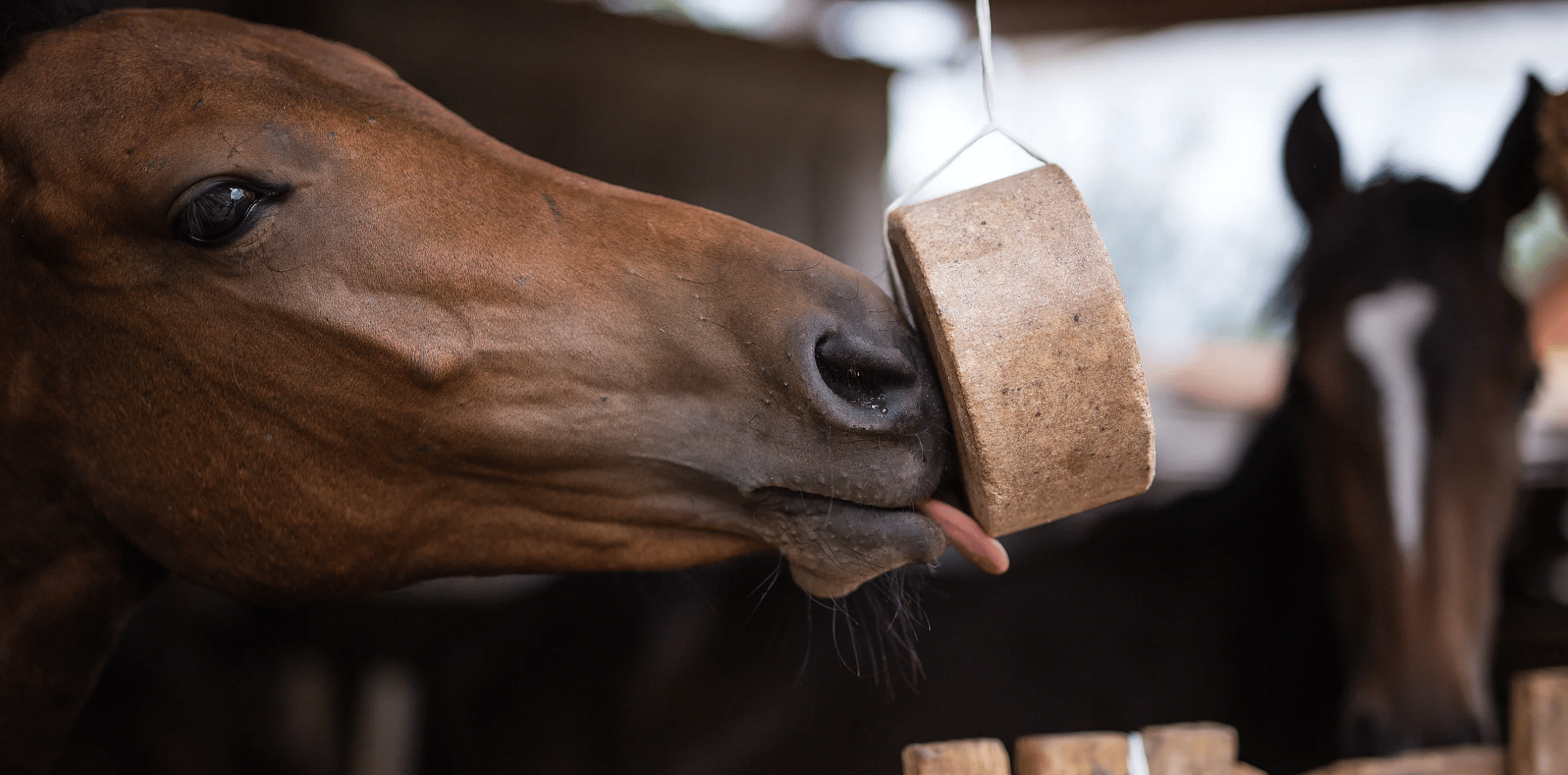 Vitamine-mineralen-paard