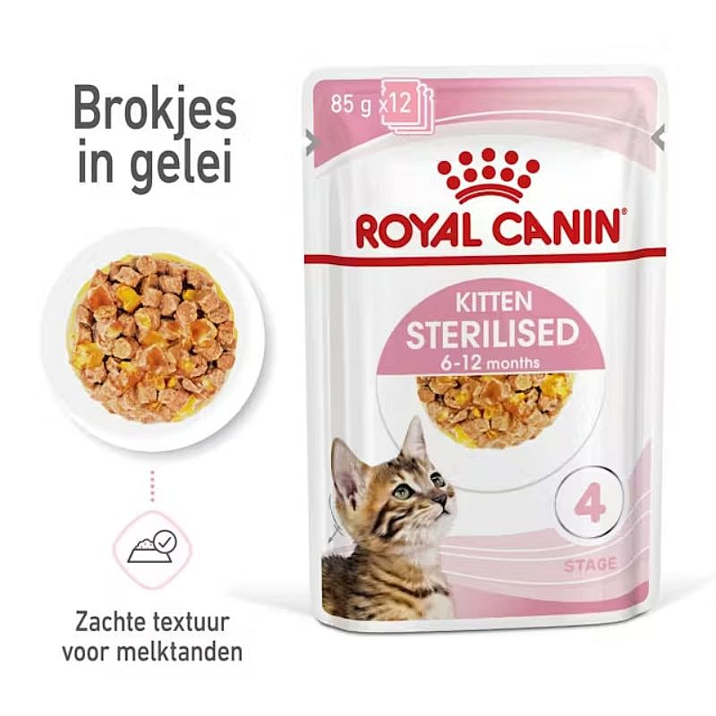 Dier, Kat, Zoogdier, Huisdier