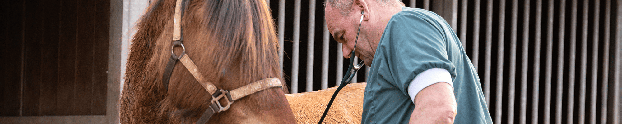 Volwassene, Mannelijk, Man, Persoon, Colt Horse