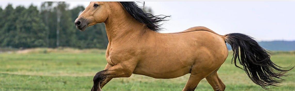 Hoefbevangen-pony-knmvd-nieuwe-inzichten