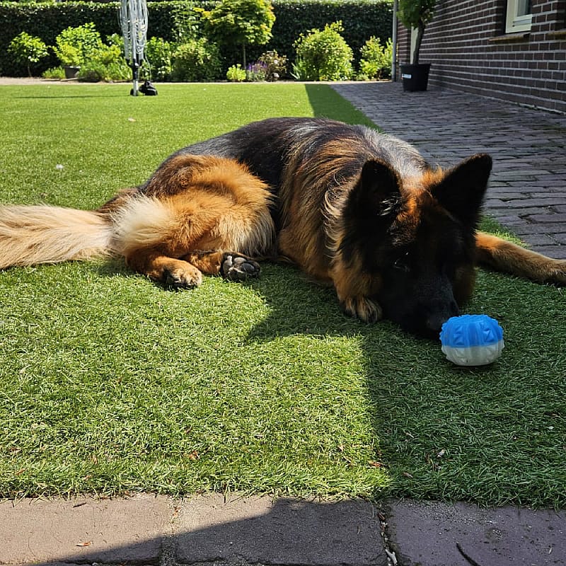Coolpets Cooling Ice Speelgoed Hond Ball