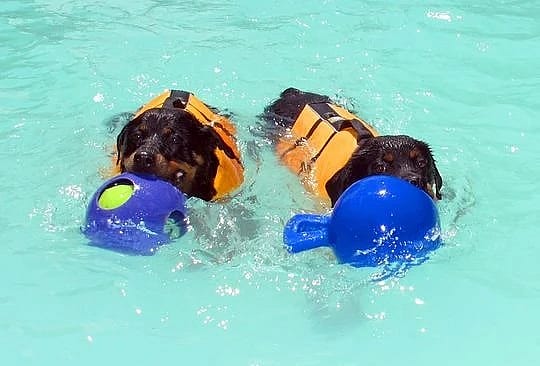 Jolly Tug-n-Toss Hond