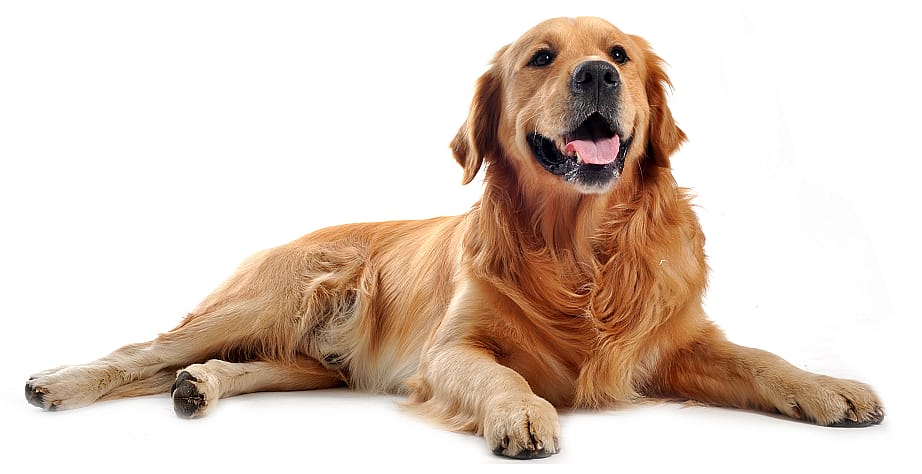 4a03ebceef0ff97f2dfc1165077b0f2f