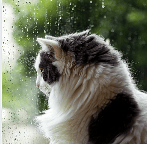 Kat-regen