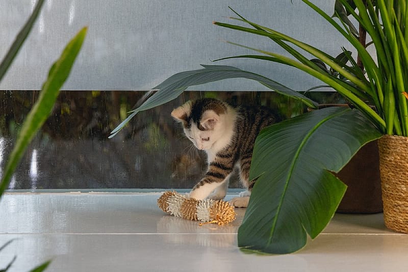 Beeztees ECO Rups Bobba Kat