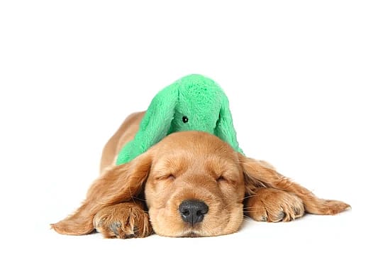 Cozy Dog Bunny Knuffel