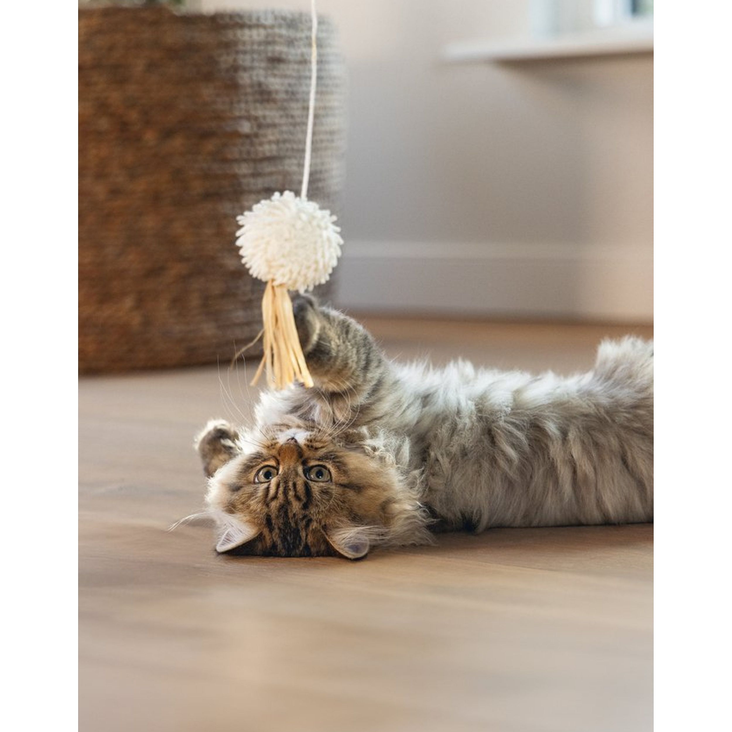 kat, katten speelgoed, tijgerpatroon, spelen, pijn