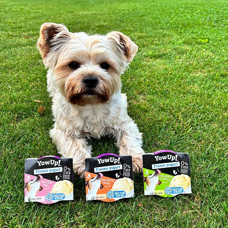 YowUp! Ice Cream Yogurt Hond Kat 110 gram Salmon Tartar