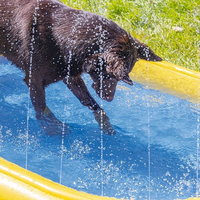 Beeztees Zwembad Palmy Sprinkler