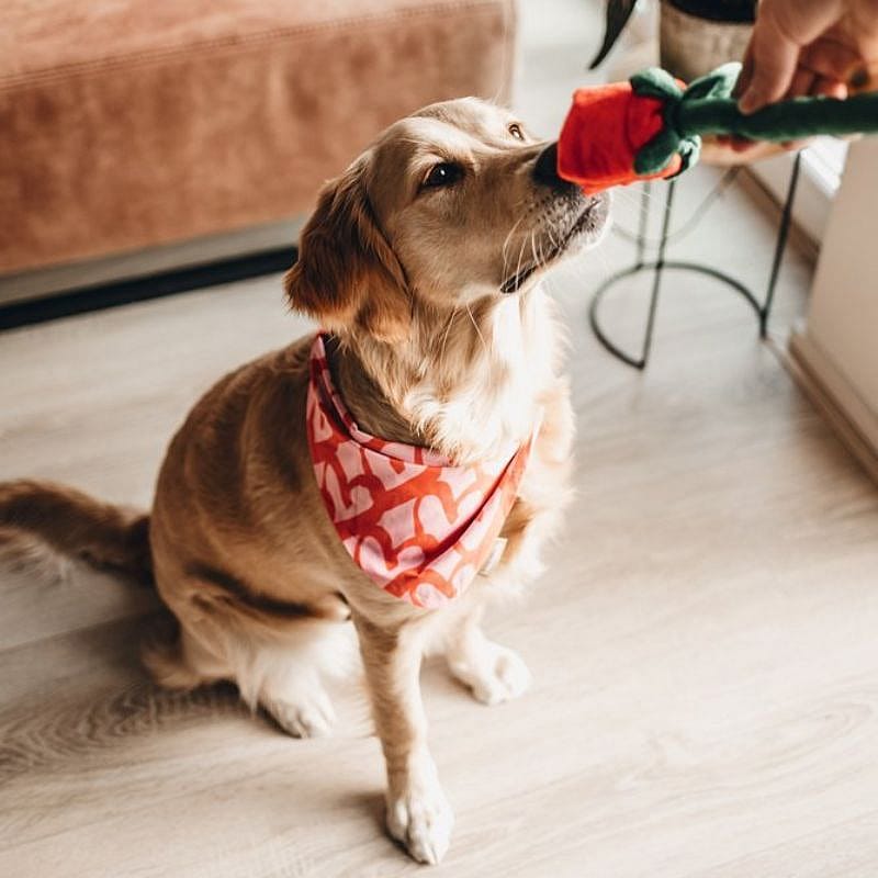 Beeztees Rode Roos Pluche Hond Beeztees Rode Roos Pluche Hond