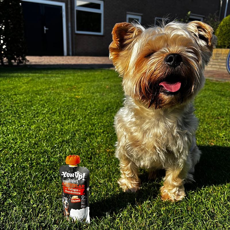 YowUp! Yogurt Articular Hond 115 gram