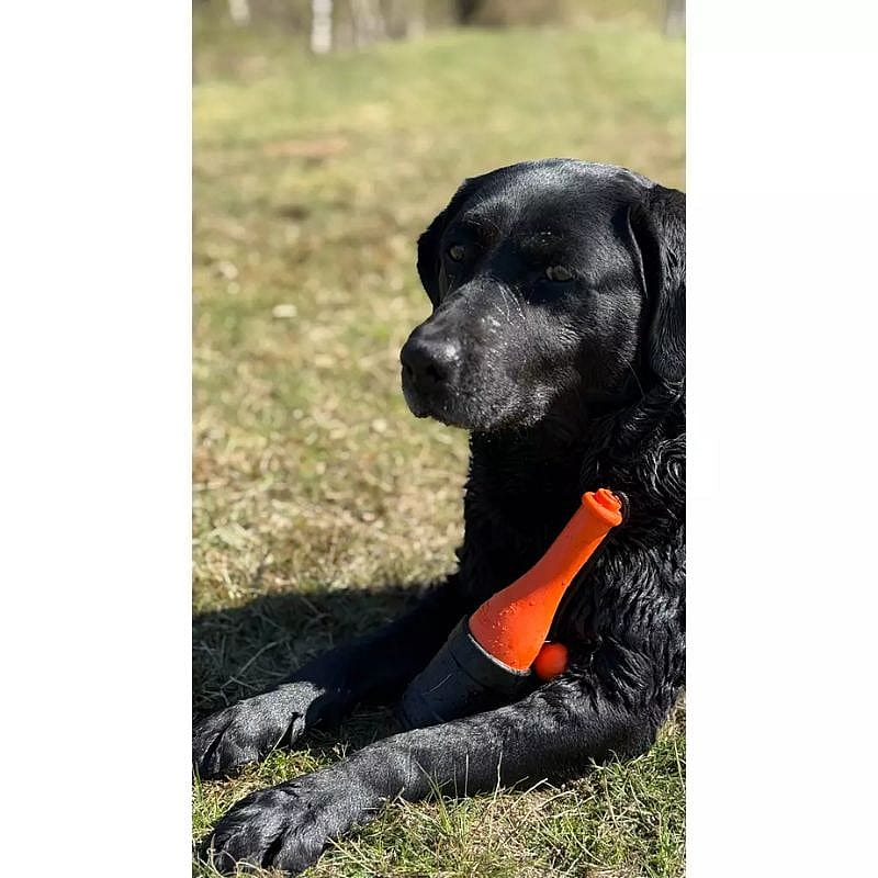 hond, zwarte vacht, oranje speelgoed, knuffelstok, grasveld