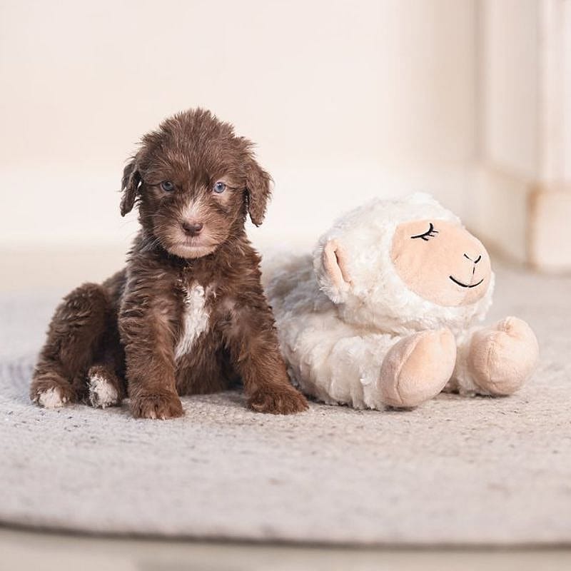 Beeztees Puppy Heartbeat Knuffel Bowi Hond