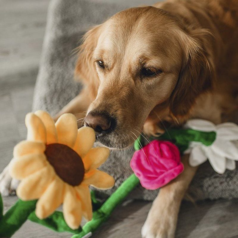 Hond, Golden Retriever, Zoogdier, Huisdier, Hond, Golden Retriever, Zoogdier, Huisdier, Hond, Golden Retriever, Zoogdier, Huisdier, Hond, Golden Retriever, Zoogdier, Huisdier