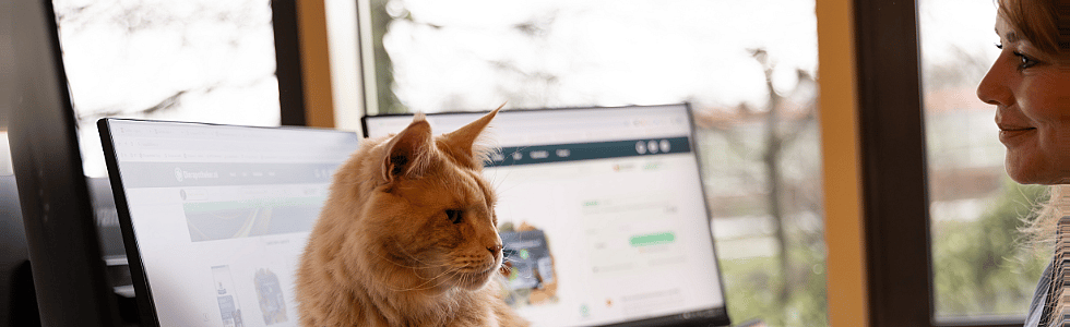 Waarom online dierenarts consulten een slimme keuze kunnen zijn