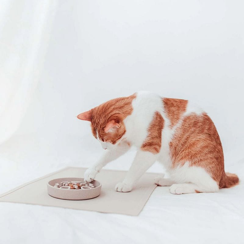 District 70 SERVE Placemat Hond Kat Merengue