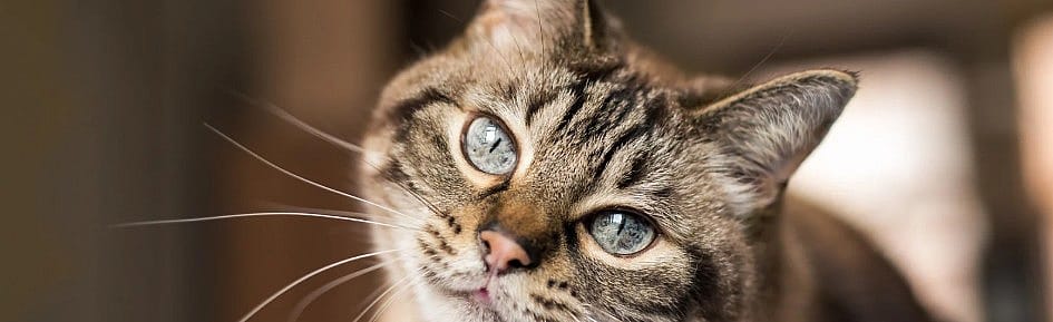 Kat-FIV-Kattenaids